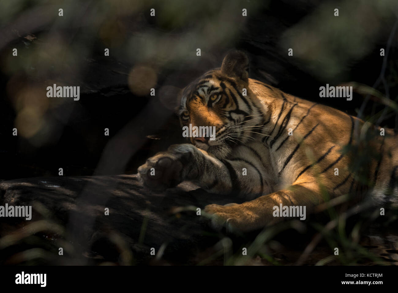 Tigerin Vorbereitung für die Siesta am Nachmittag Stockfoto
