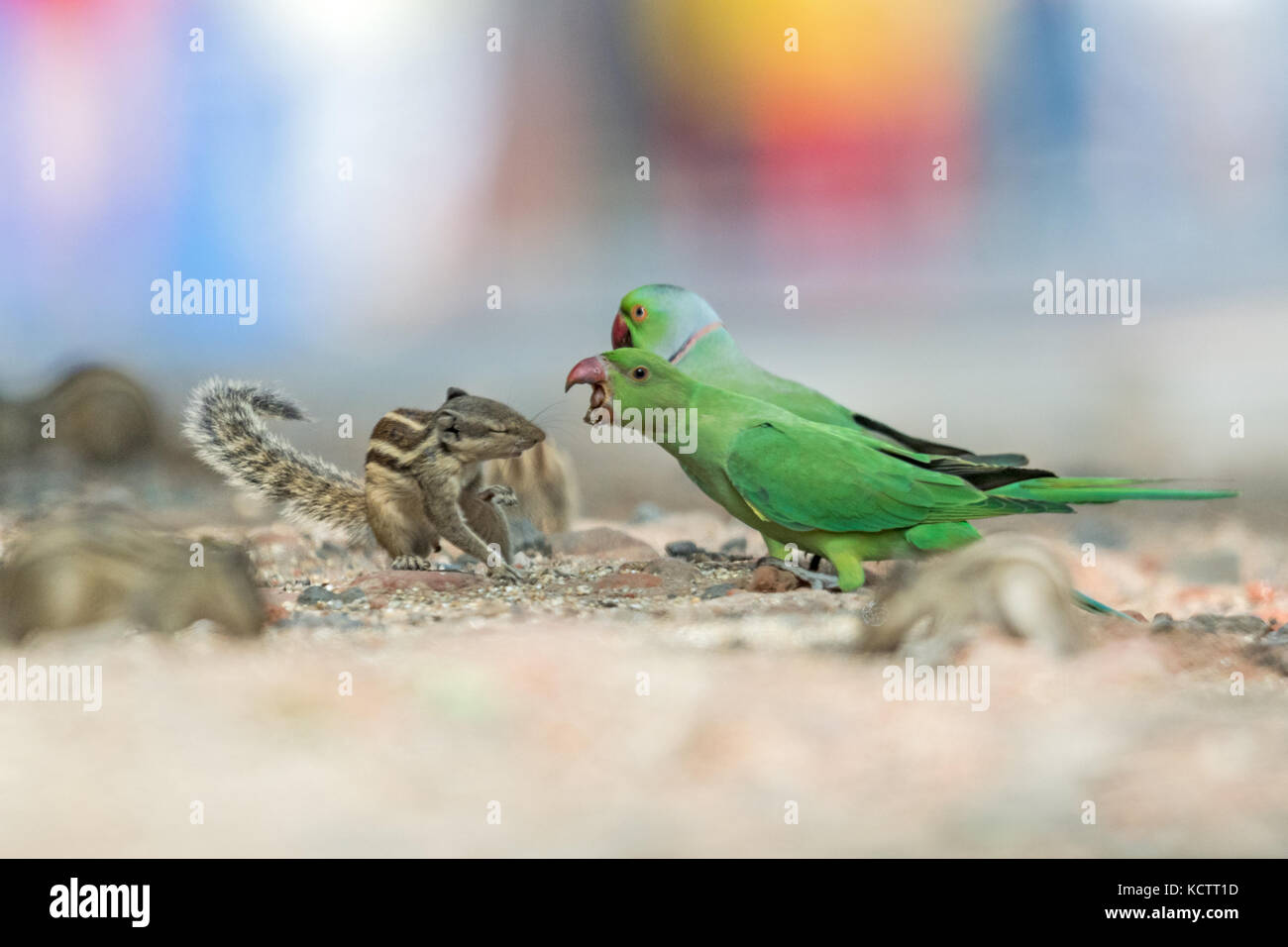 Ein Rosenberingsittich und ein indisches Palmenhörnchen kämpfen in einem lokalen Park in Vadodara, Gujarat, um Futter, das Menschen für Tiere eingesetzt haben Stockfoto