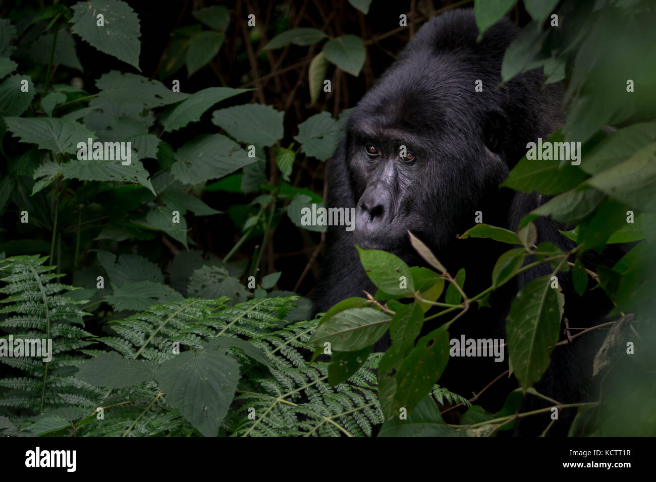 Silverback Gorilla Peers durch Wald Stockfoto