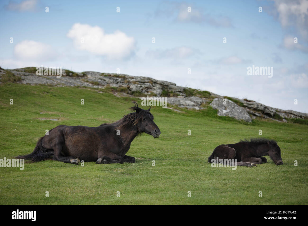 Braune Stute, Pony, Pferd und Kind Fohlen, die auf dem Gras vor einem Tor in Dartmoor National Park, Großbritannien Stockfoto