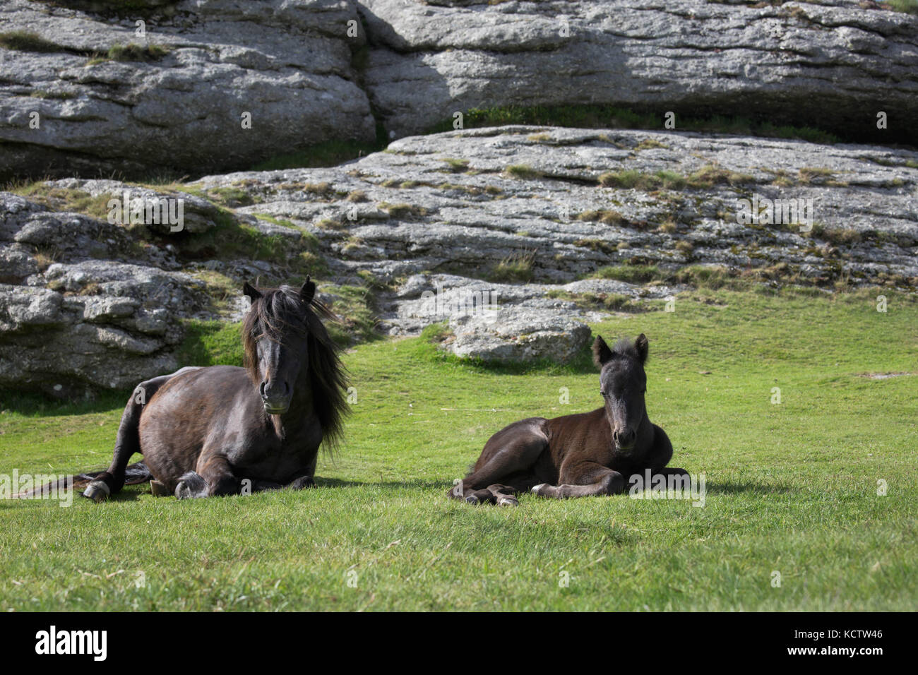 Braune Stute, Pony, Pferd und Kind Fohlen, die auf dem Gras vor einem Tor in Dartmoor National Park, Großbritannien Stockfoto