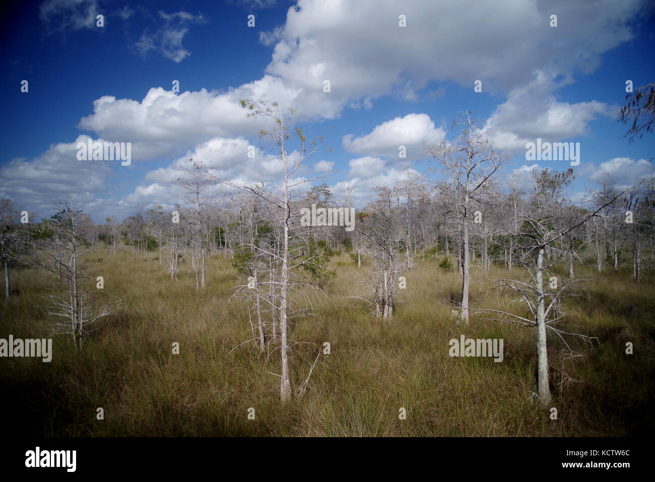 Super Cypress Swamp bewahren Stockfoto