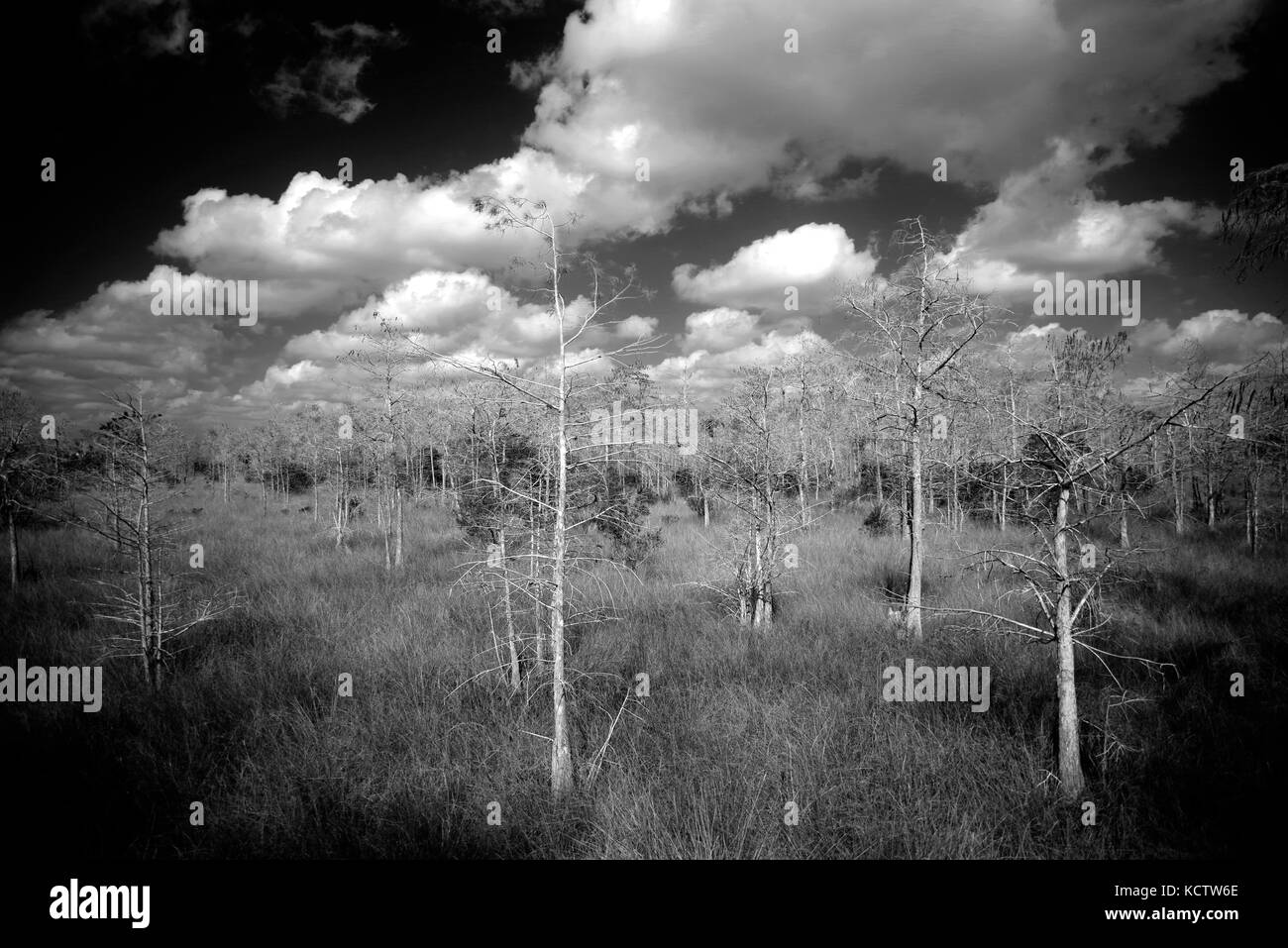 Die große Cypress Swamp bewahren in Schwarz und Weiß gesehen Stockfoto