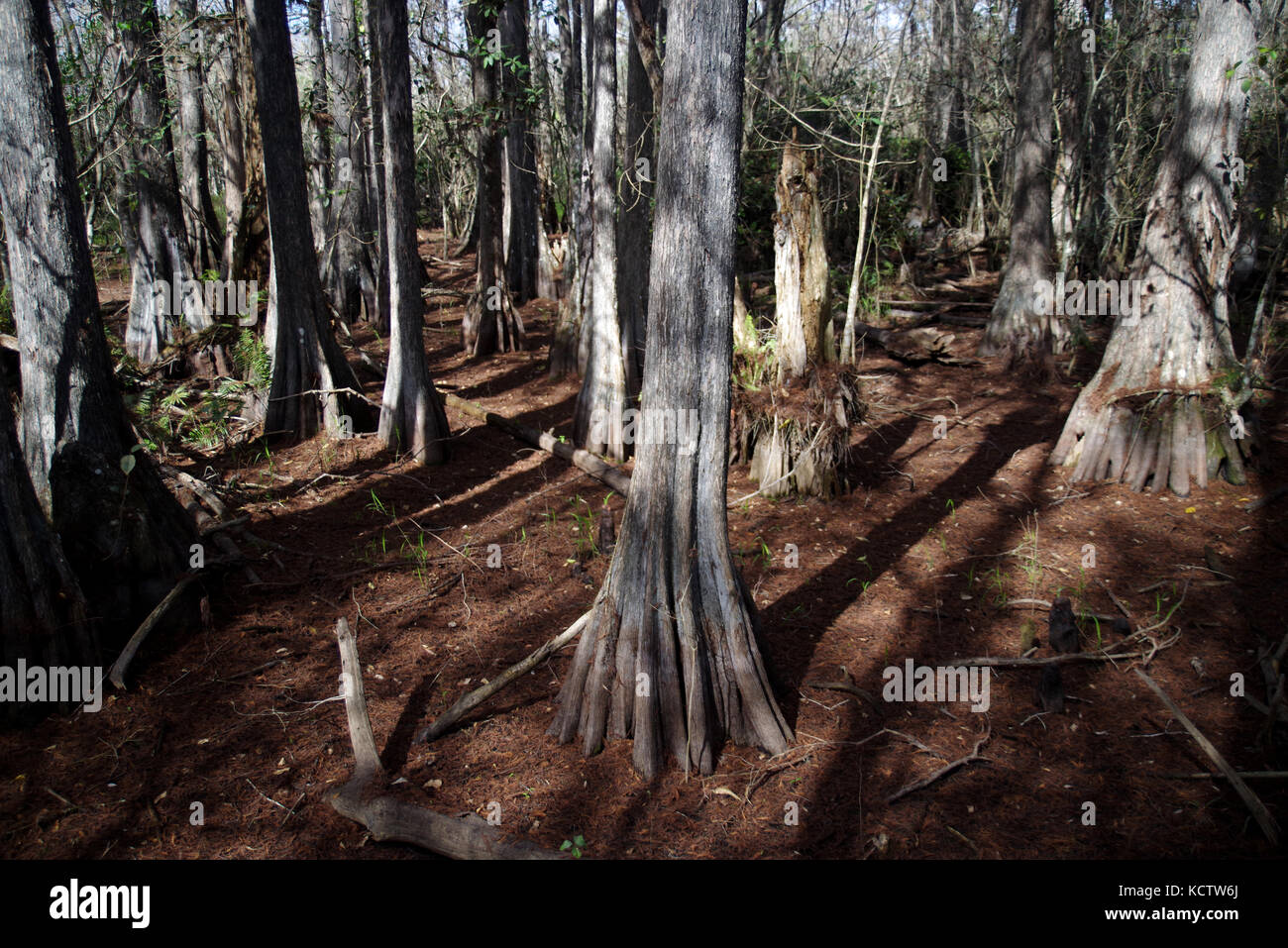 Die große Cypress Swamp bewahren Stockfoto