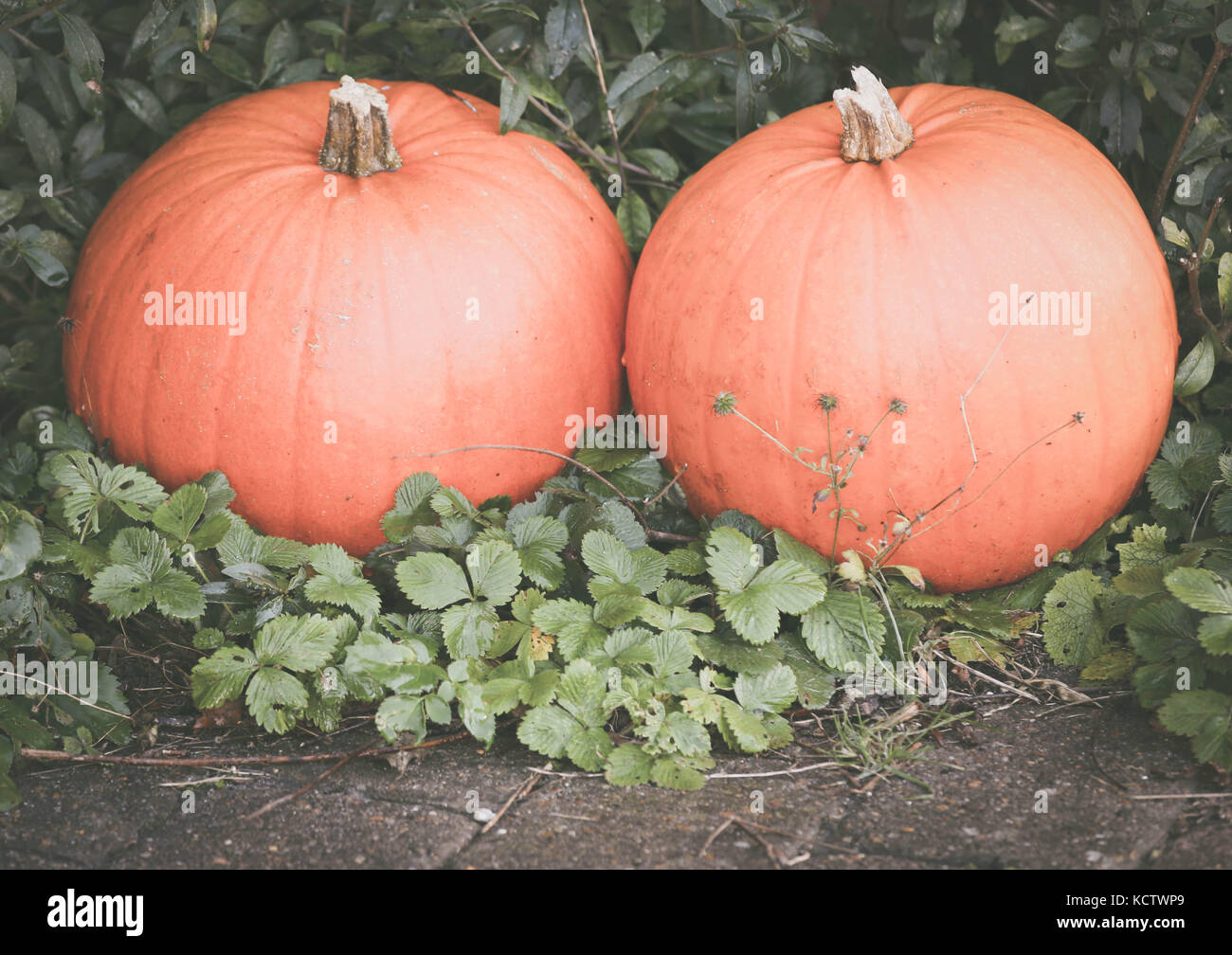 Zwei Kürbisse in einem Garten im Freien Stockfoto