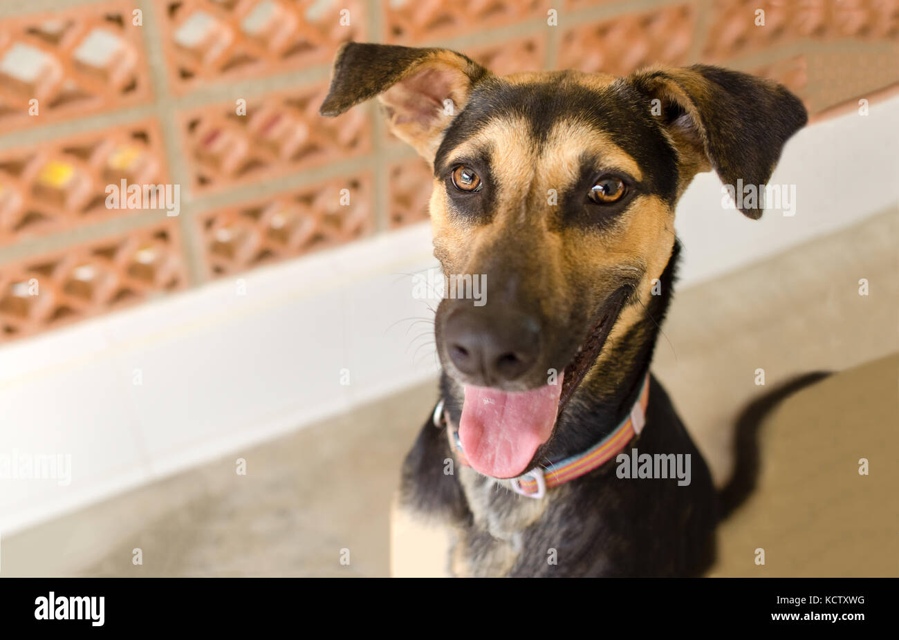 Happy Dog ist ein sehr aufgeregt glücklich aussehenden Hund mit einem großen grossen Lächeln auf seinem Gesicht. Stockfoto