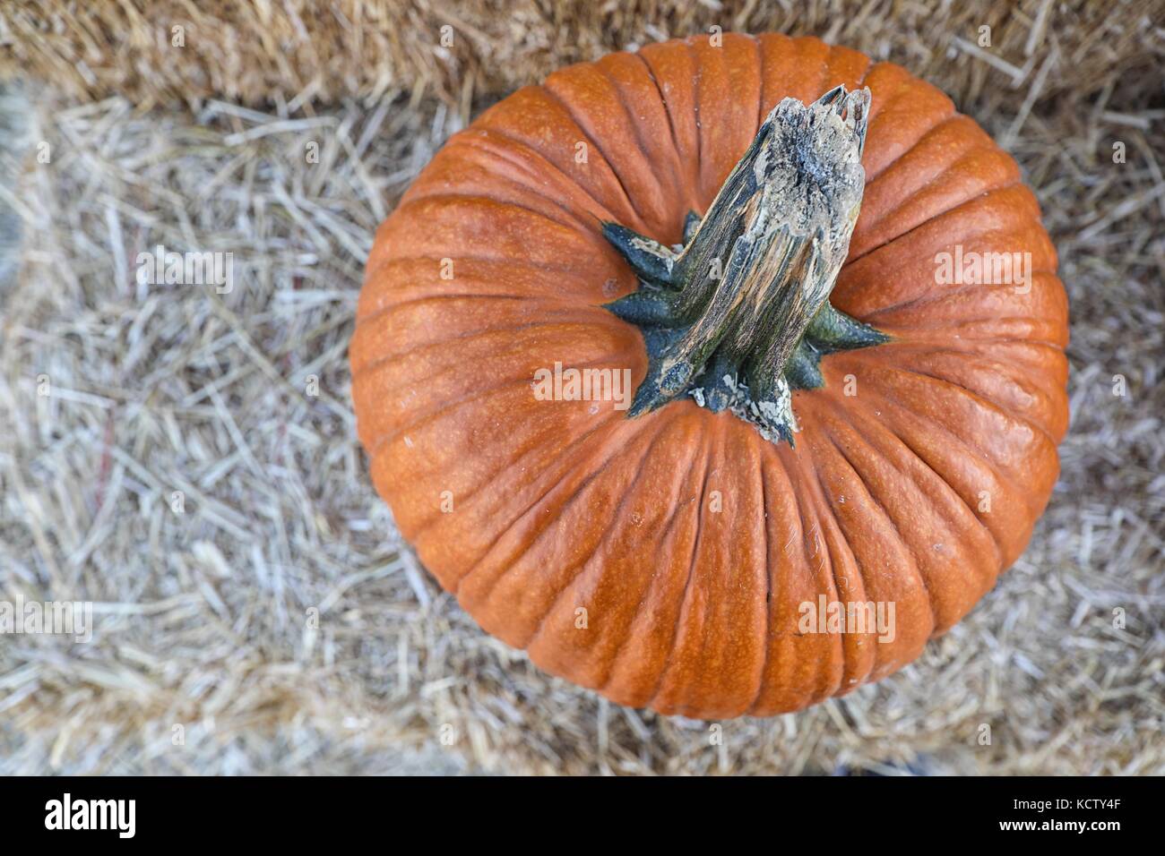 Kürbis auf lokaler Farm Stockfoto