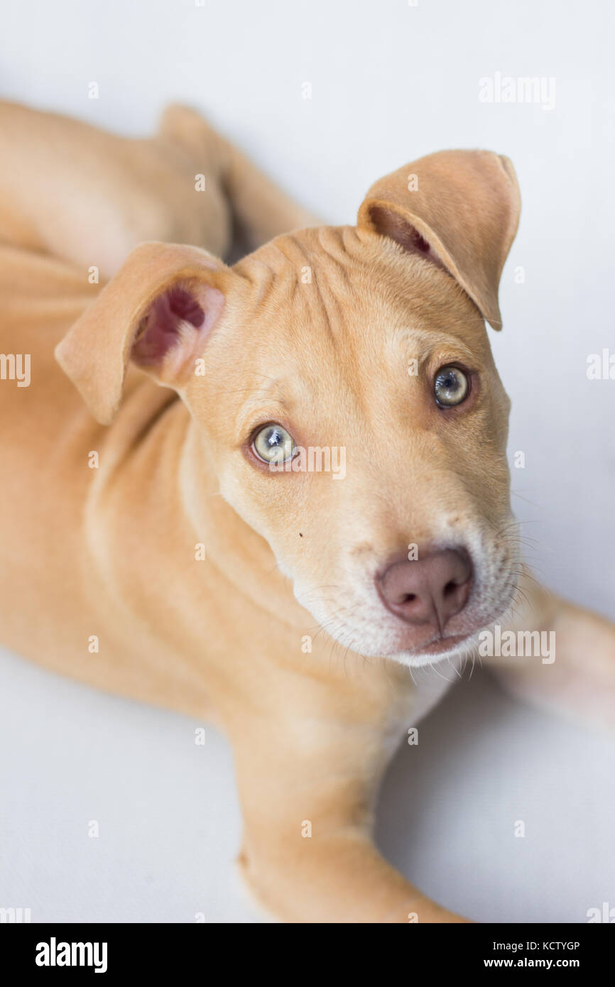 Welpen pit bull dog portrait Gesicht Stockfoto