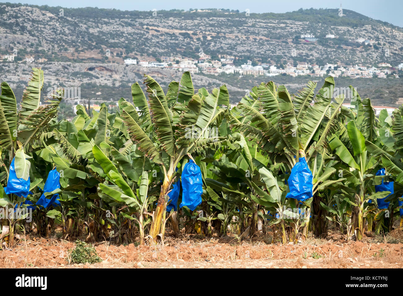 Bananen Plantage in der Nähe von Paphos, in der Republik Zypern mit Bananen aus blauem Kunststoff abgedeckt für Schutz und Reifung Stockfoto