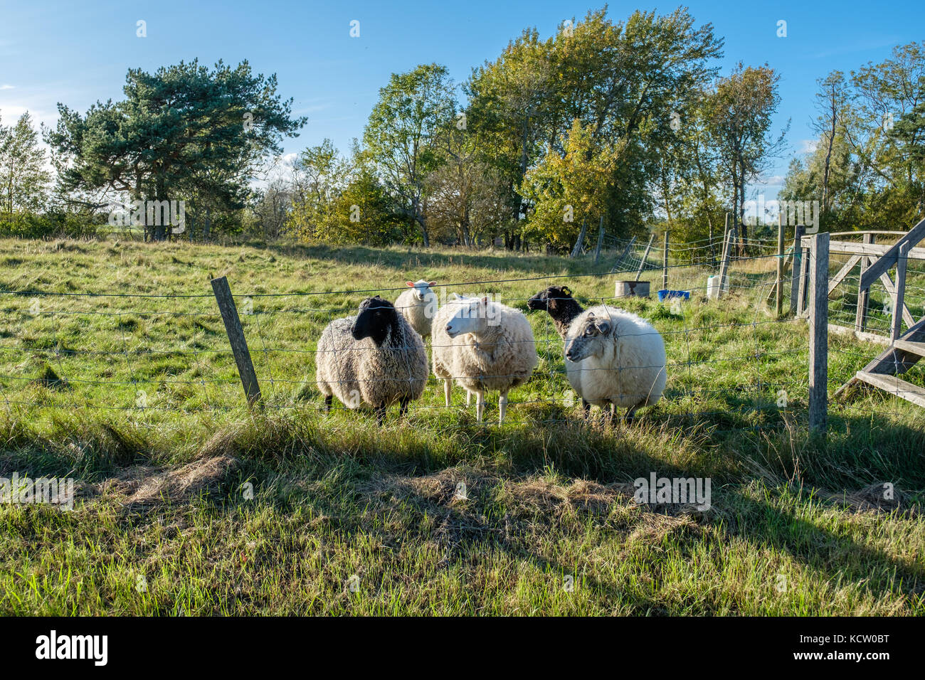 Die landwirtschaftliche Landschaft des südlichen Olandes in Schweden ist aufgrund ihrer Artenvielfalt ein UNESCO-Weltkulturerbe Stockfoto