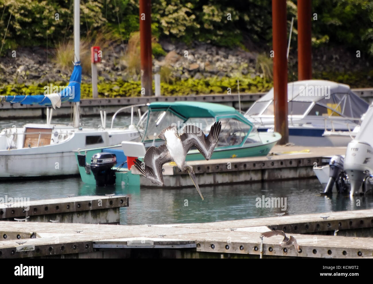 Brown pelican Eintauchen in eine Marina Gewässer, Oregon, USA Stockfoto