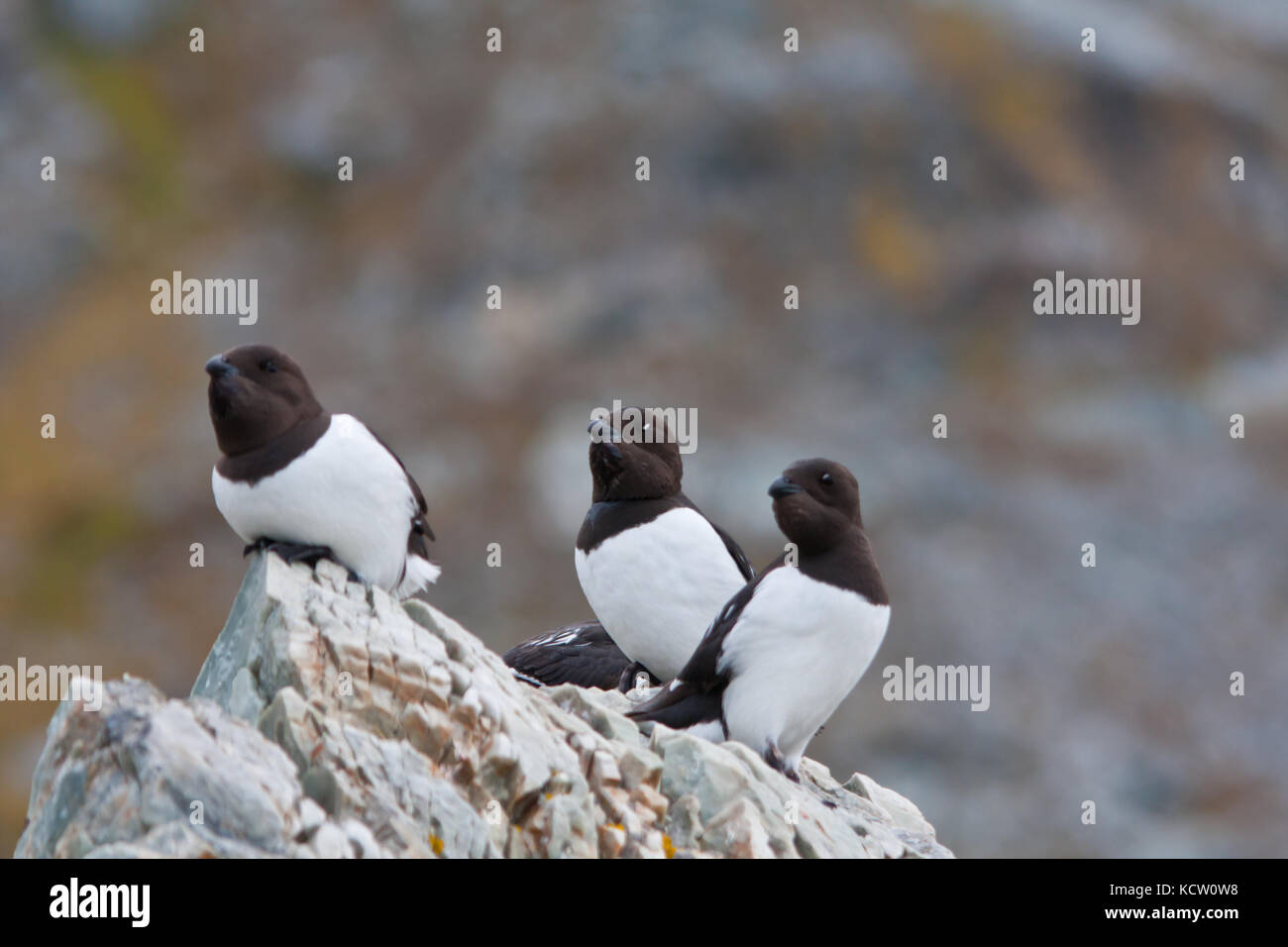 Eine Gruppe von kleinen auk oder dovekie (alle alle) das Hocken auf einem Felsen Stockfoto