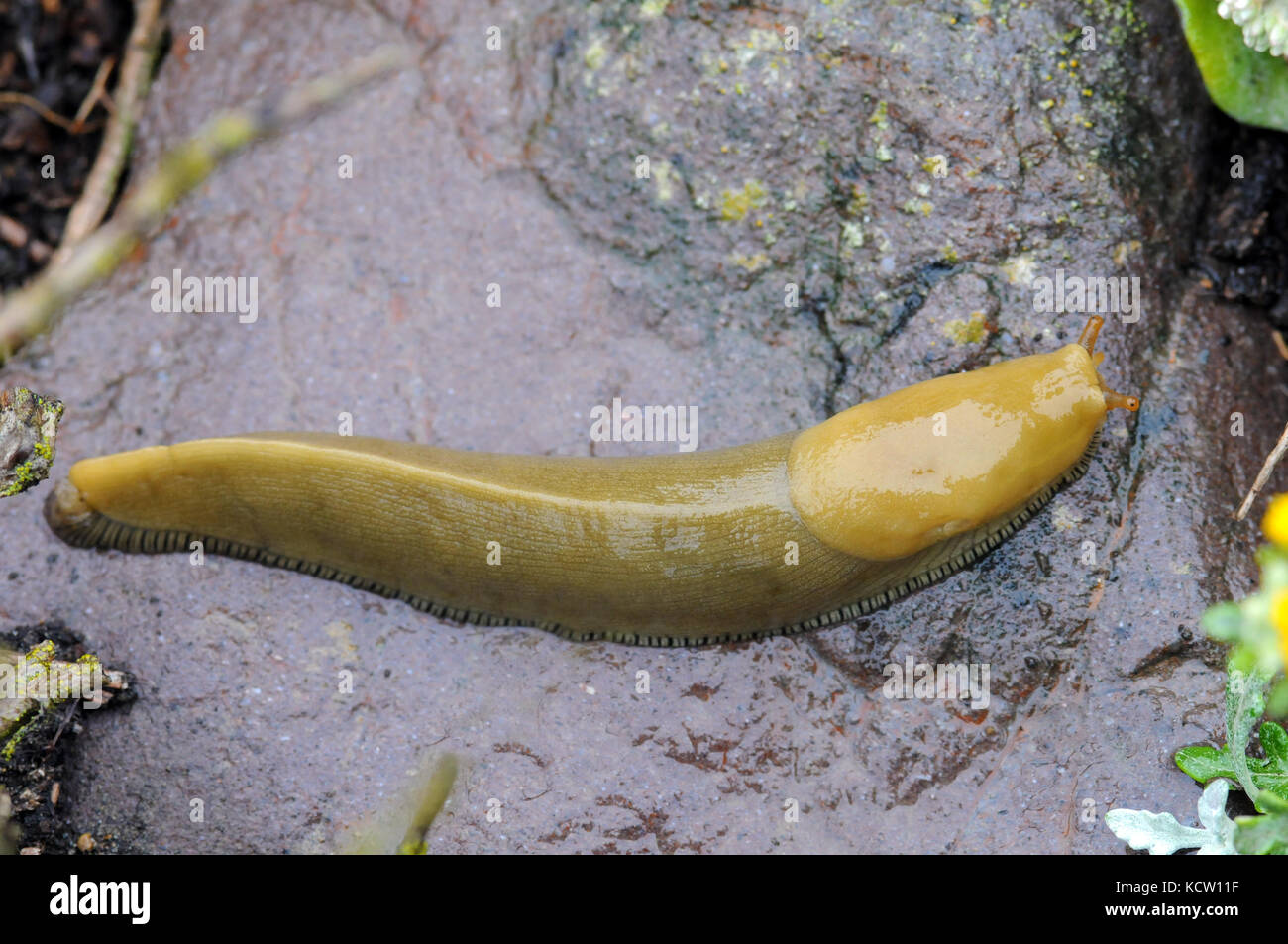 Banana Slug A, Riolimax californicus, Kalifornien Stockfoto