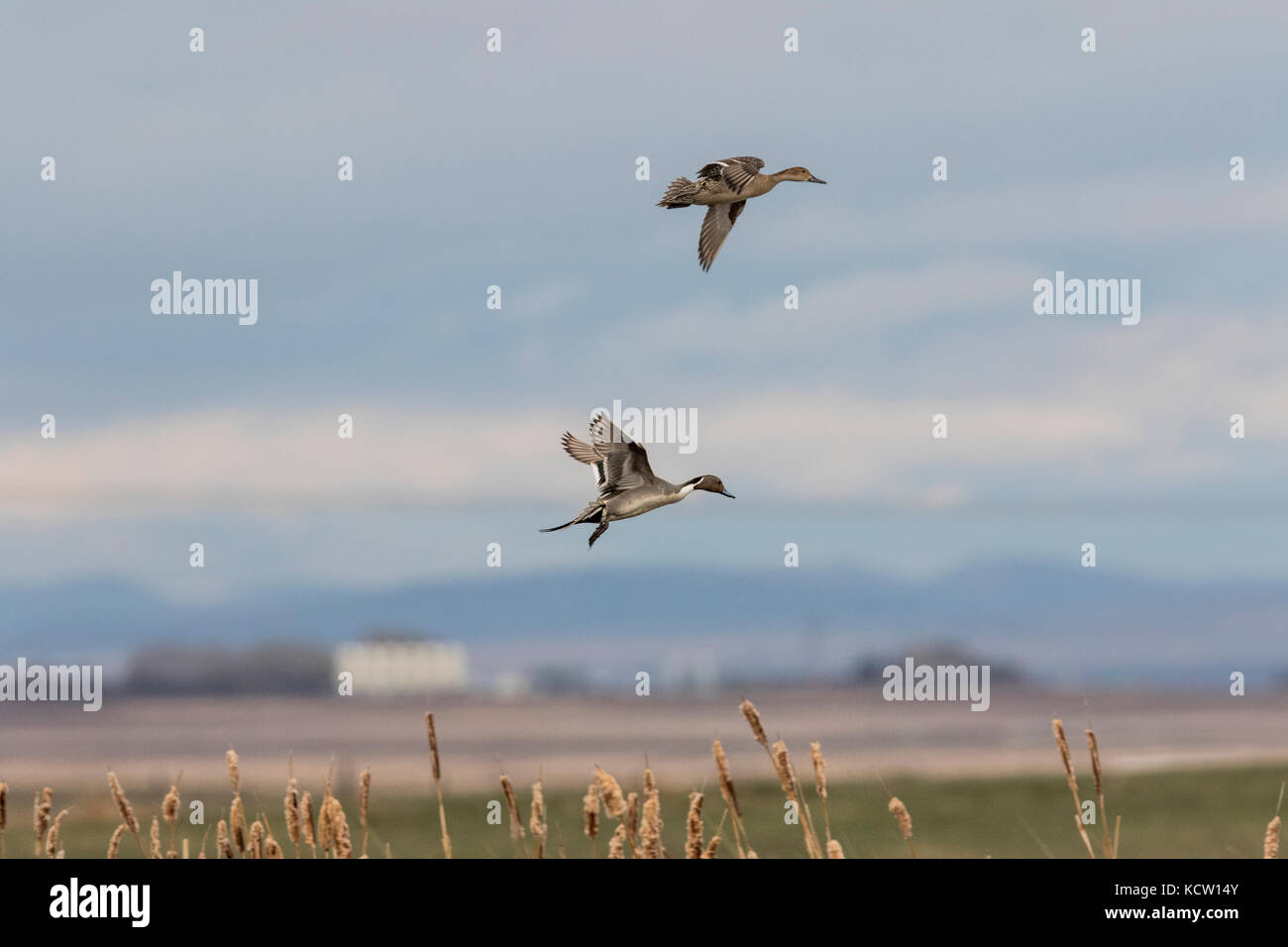 Northern Pintail (Anas acuta) Malerische Ente, männlich und weiblich, ins Land. Inverlake Straße, Alberta, Kanada Stockfoto