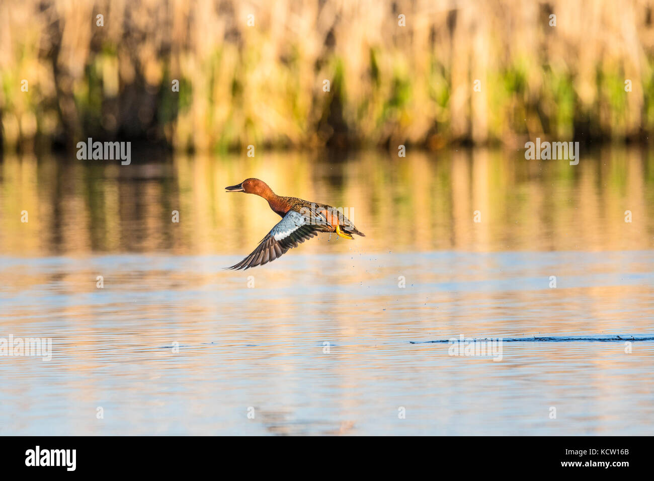 Cinnamon Teal (Anas cyanoptera) Gefangen im Flug, bunten, schönen Vogel, Slough in der Nähe von Calgary, Alberta, Kanada Stockfoto