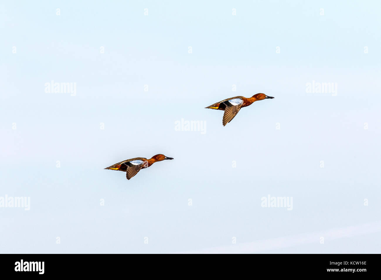 Cinnamon Teal (Anas cyanoptera) Gefangen im Flug, bunter, schöner Vogel. Slough in der Nähe von Calgary, Alberta, Kanada Stockfoto