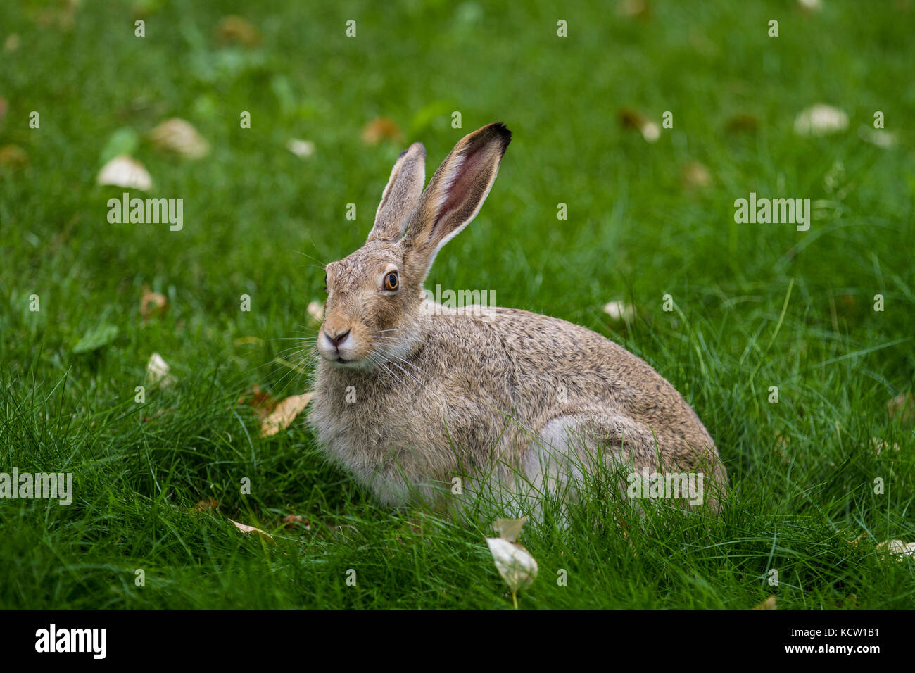 Cottontail Rabbit (Sylvilagus floridanus) Stadt cottontail, remainng regungslos sitzen im grünen Gras, in die Kamera schaut Stockfoto