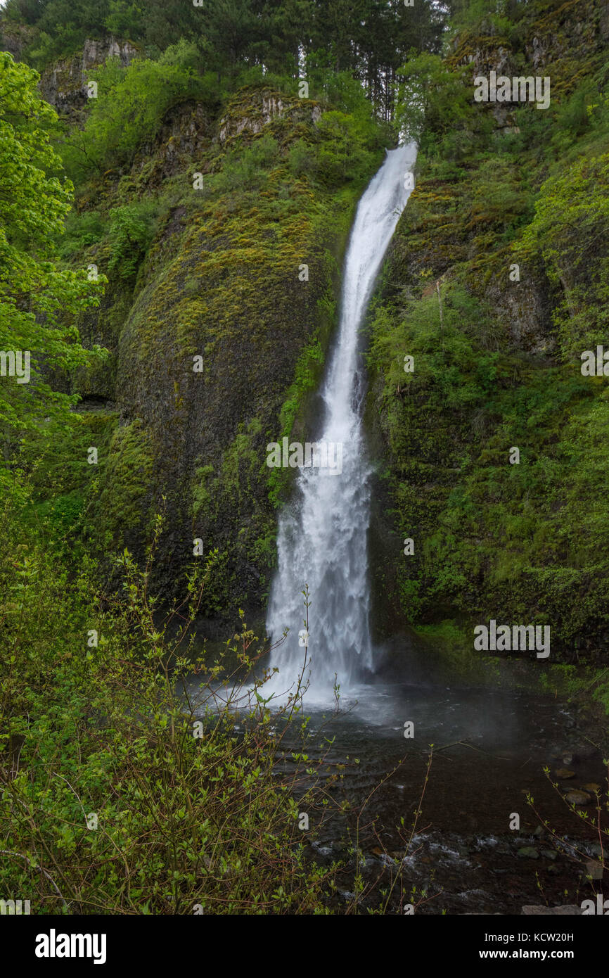 Schachtelhalm fällt an der Columbia River Gorge National Scenic Area, Mt Hood National Forest, Historic Columbia River Highway, Cascade Locks, Oregon Stockfoto