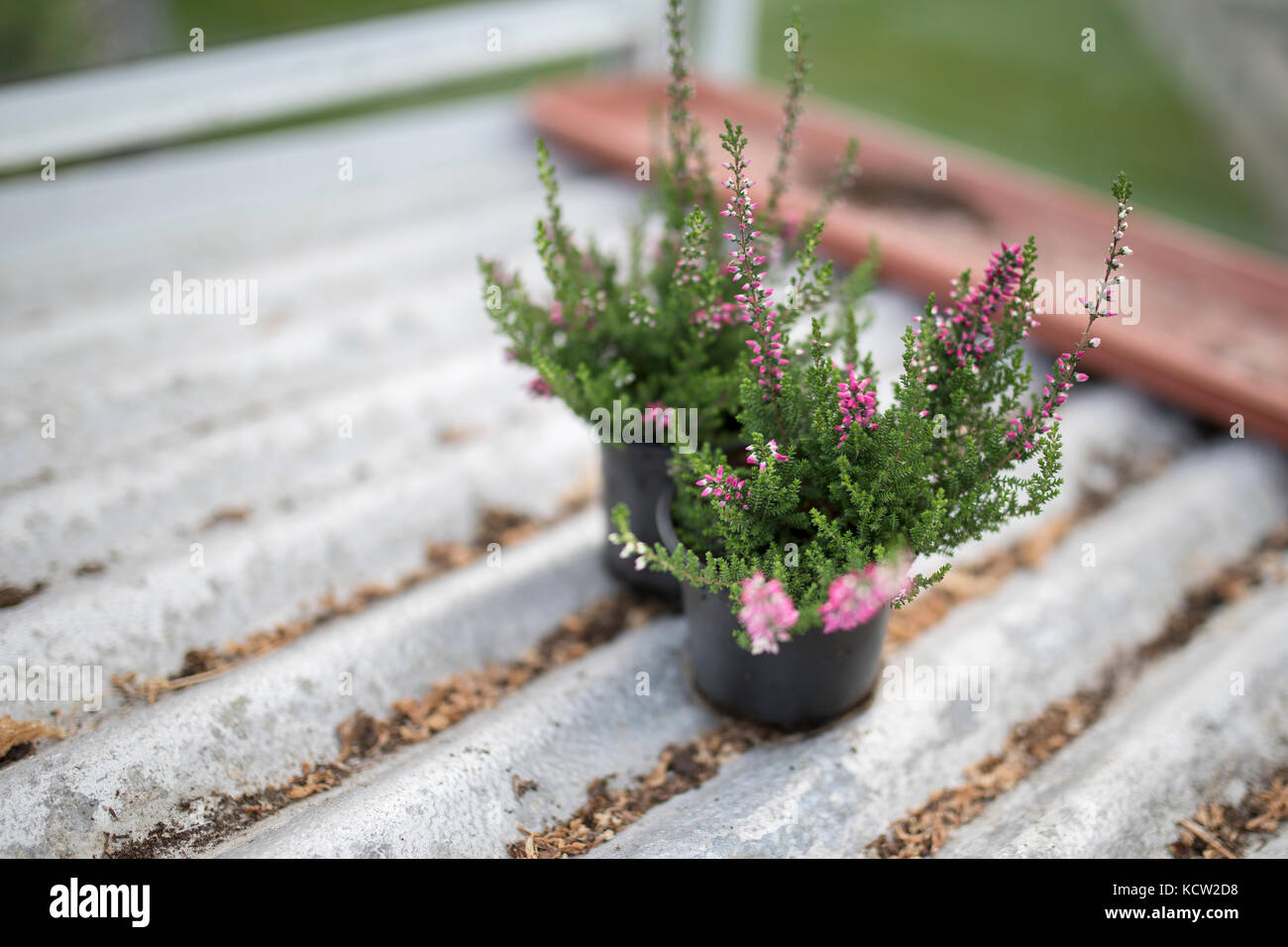 In der Nähe der Jugendlichen rosa Heidekraut auf Silber Wellpappe Vitrinen in schwarz Blumentöpfe in einem grünen Haus oder Potting Shed in England, Großbritannien Stockfoto