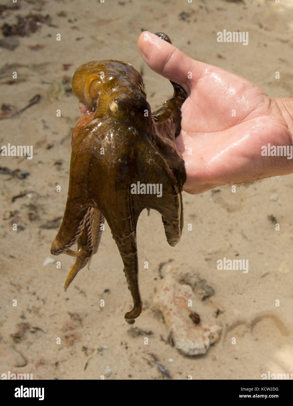 Kleine Krake in mans hand, Strand im Miramar, Kuba Stockfoto