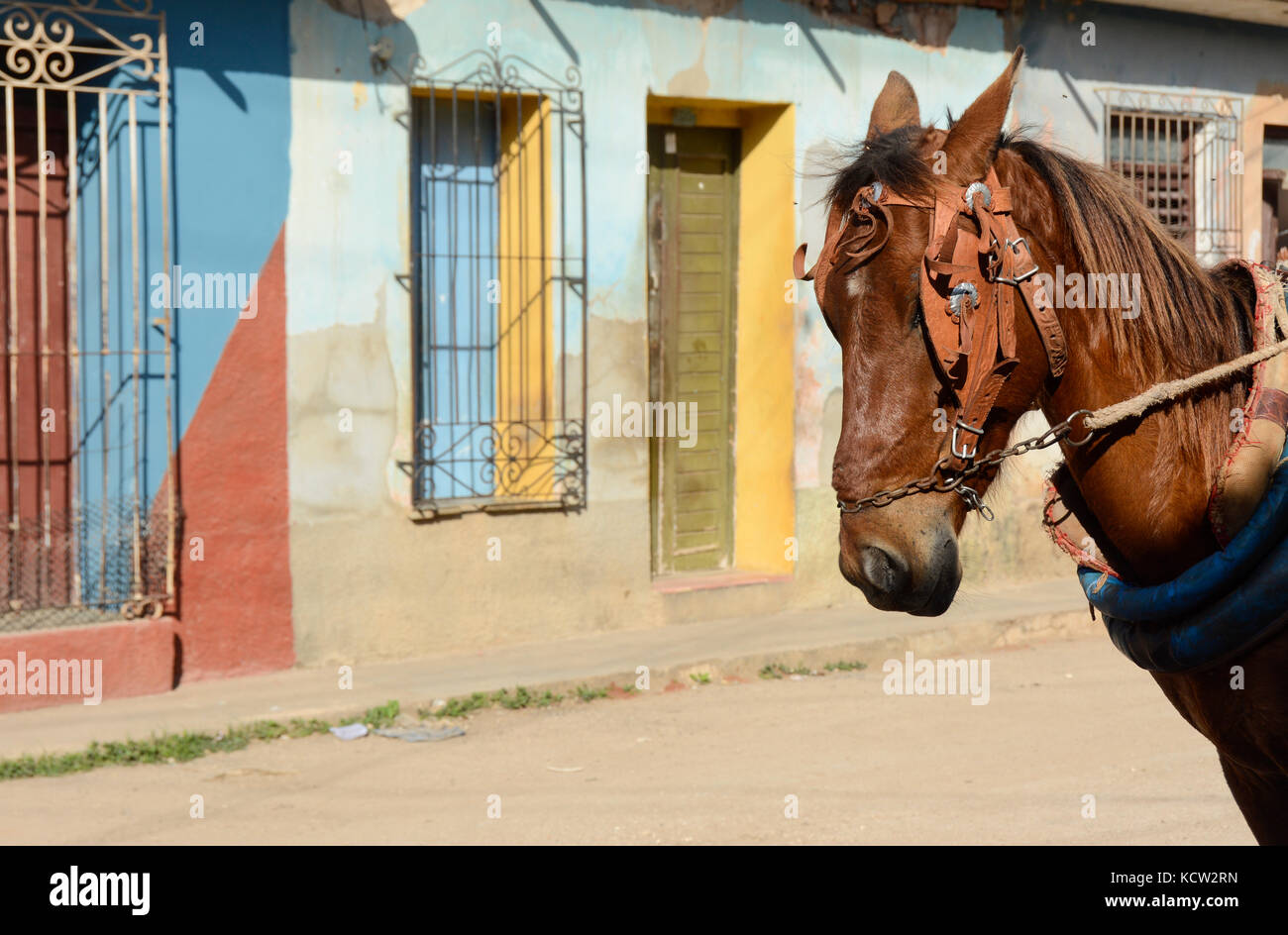 Pferd und bunten home Fronten, Trinidad, Kuba Stockfoto