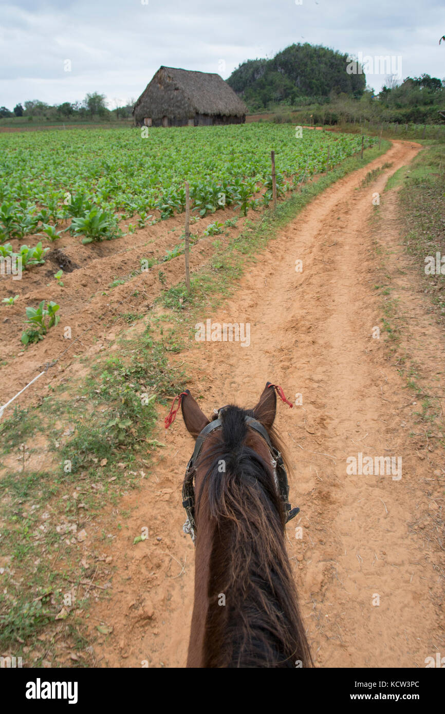Pferd Reiter Perspektive auf einem Bauernhof in Vinales, Kuba Stockfoto