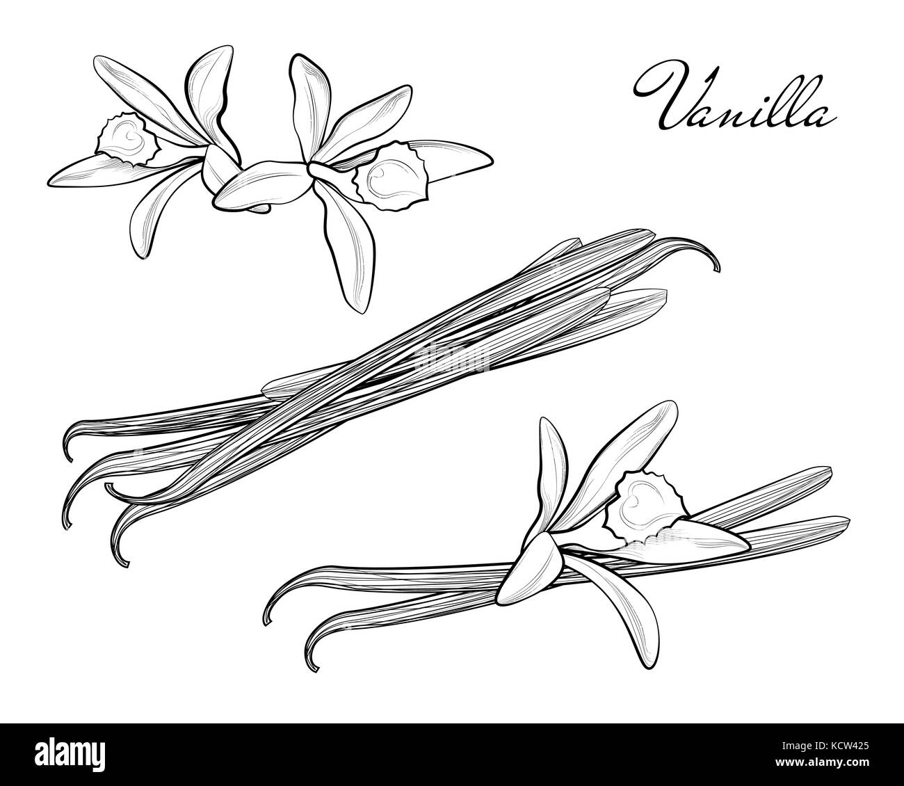 Vanilleschoten oder Stöcke hand Skizzen auf weißem Hintergrund. vanillas Doodle würzigen Kräutern Vektor. Vanille pflanze Blume Aroma Stock Vektor