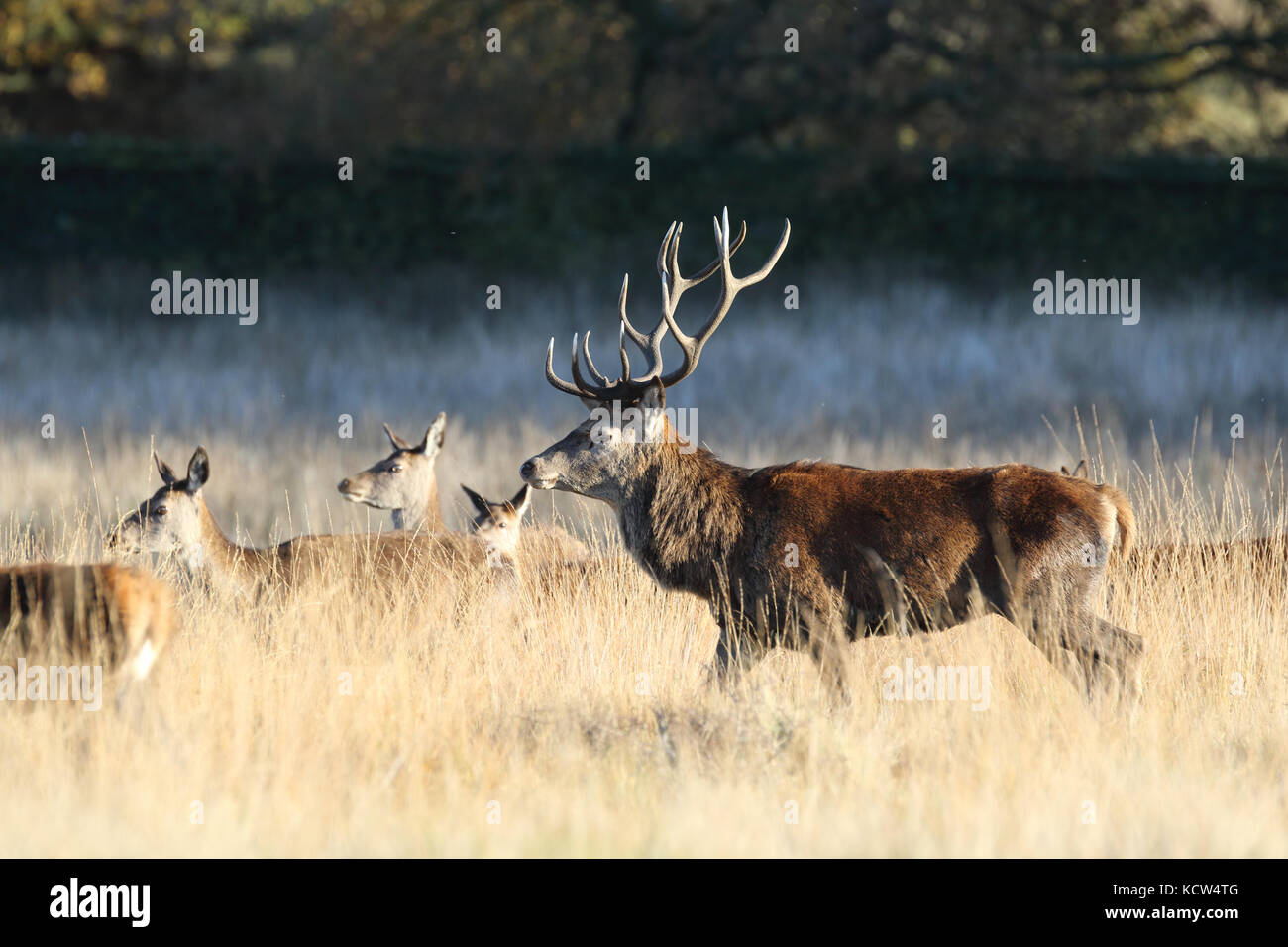 Red Deer (Cervus elaphus) in Rut in Cheshire, Großbritannien Stockfoto