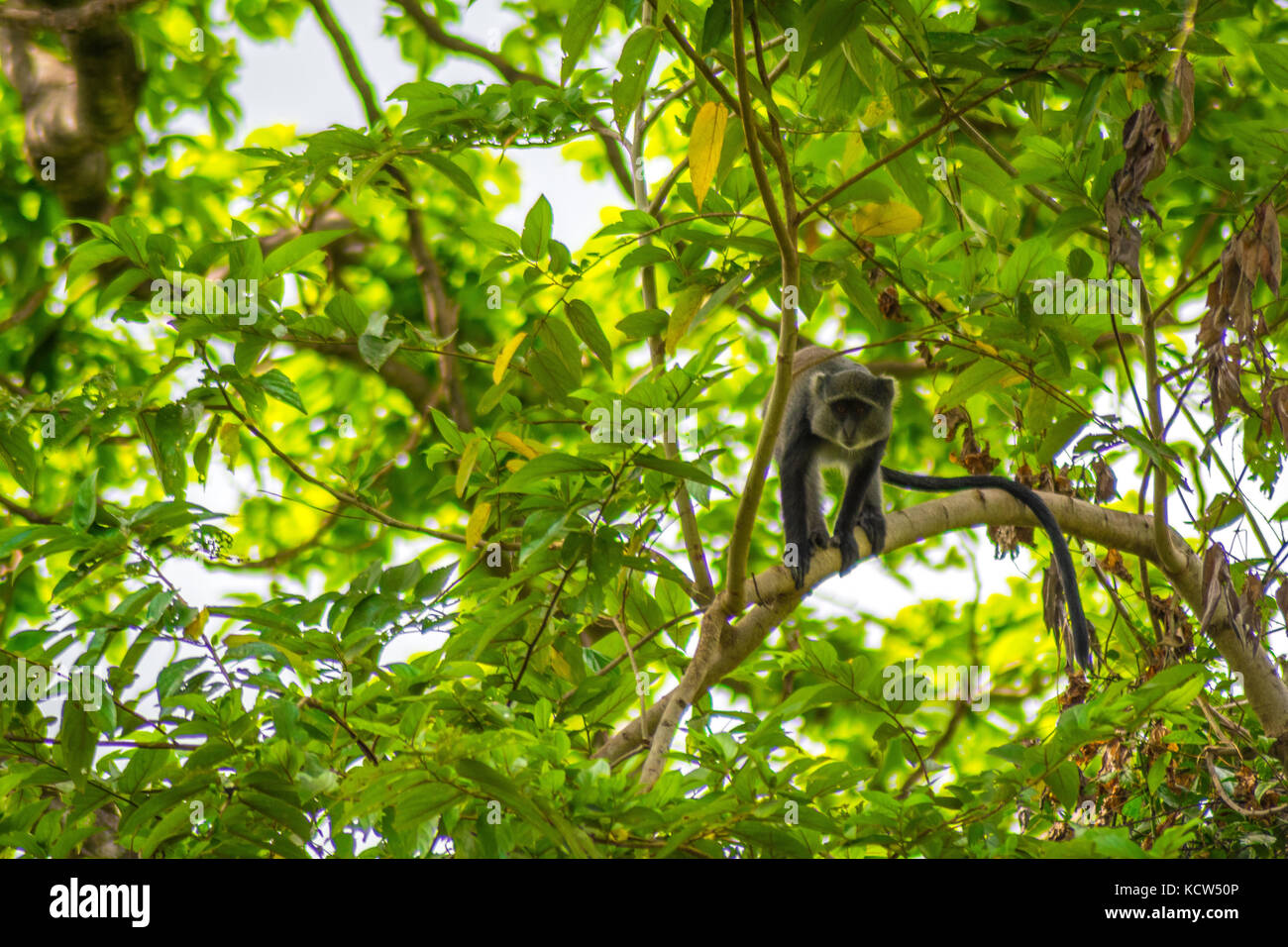 Giraffe stehend auf der gebrannten Grasland Stockfoto