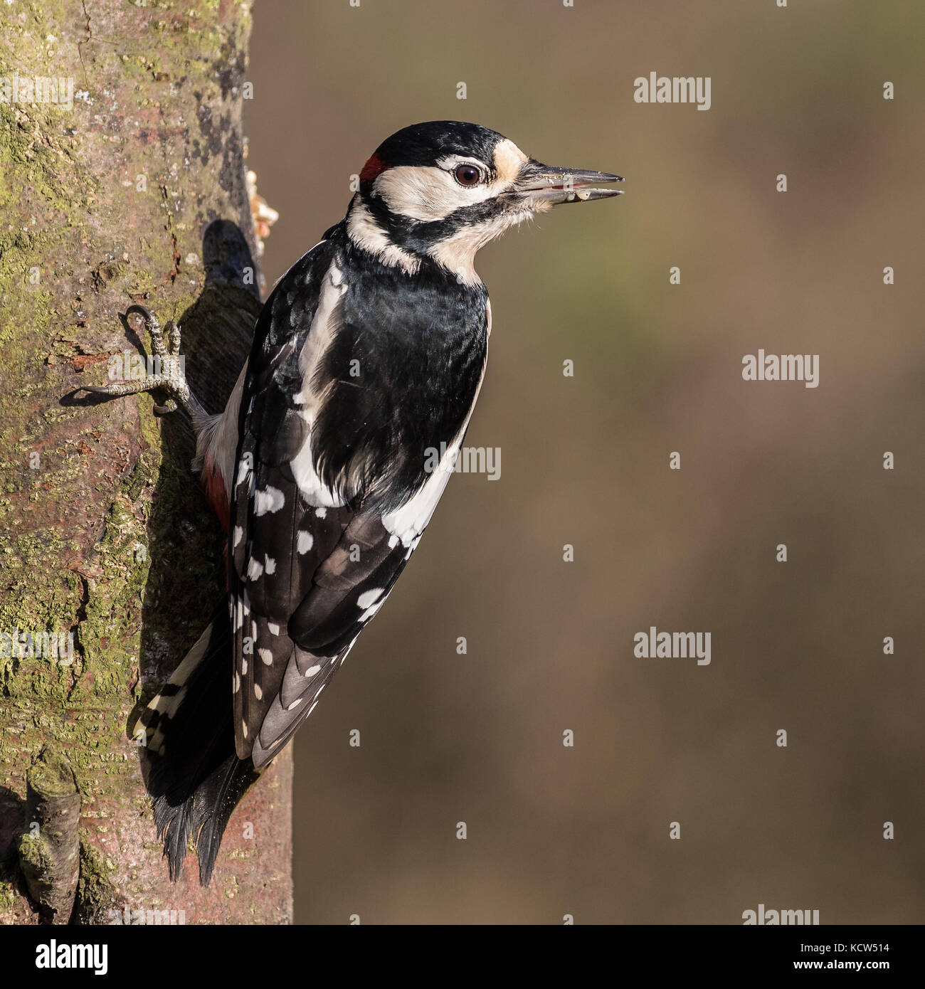 Buntspecht (Dendrocopos major) am Baum im Sonnenlicht in England, Großbritannien Stockfoto