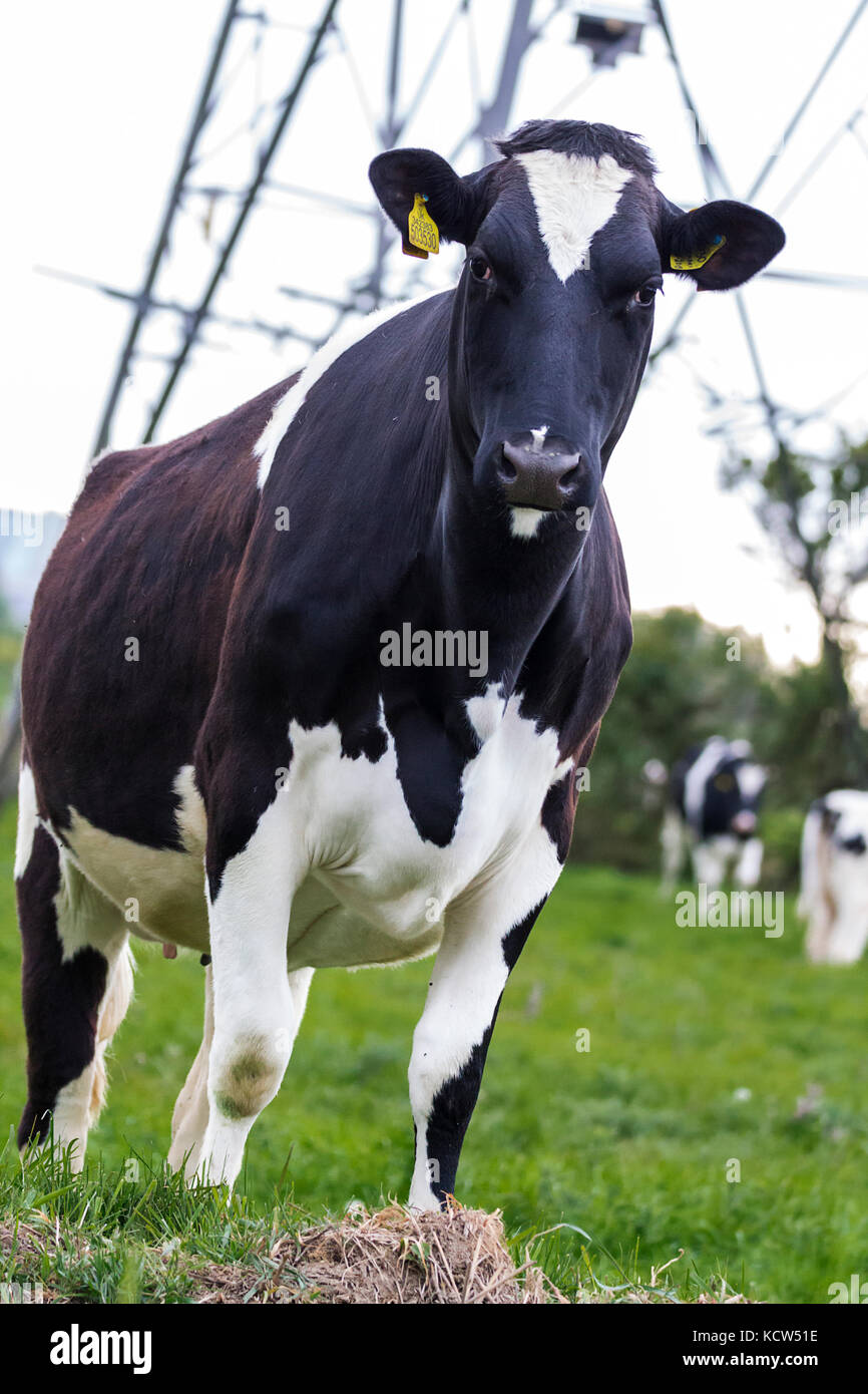 Schwarz-weisse Kuh in der Nähe bei einem Gesicht weg mit Mir auf Ackerland in Dorset. Dynamische abgewinkelt Mit powerline Struktur im Hintergrund Hochformat geschossen Stockfoto