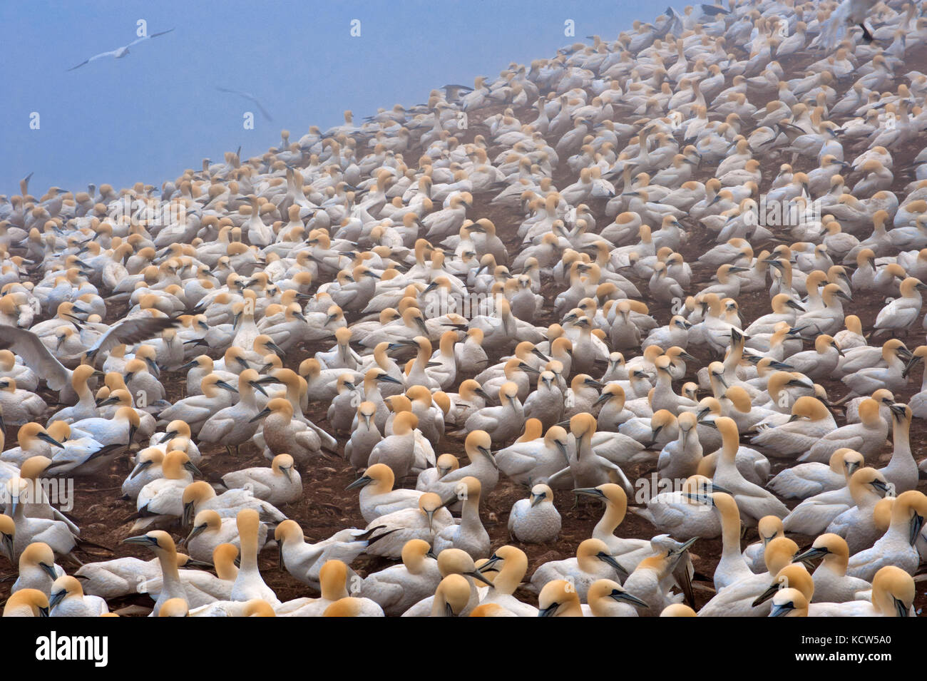 Kolonie der Basstölpel (Morus bassanus) Gaspé Halbinsel. , Die Insel Bonaventure, Quebec, Kanada Stockfoto