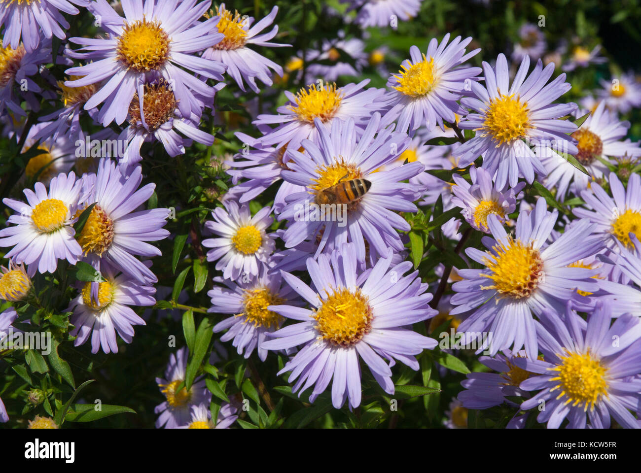 Cluster von bunten lila / mauve Astern (Michaelmas Gänseblümchen) wächst in der Sonne, von Honigbienen besucht. Stockfoto