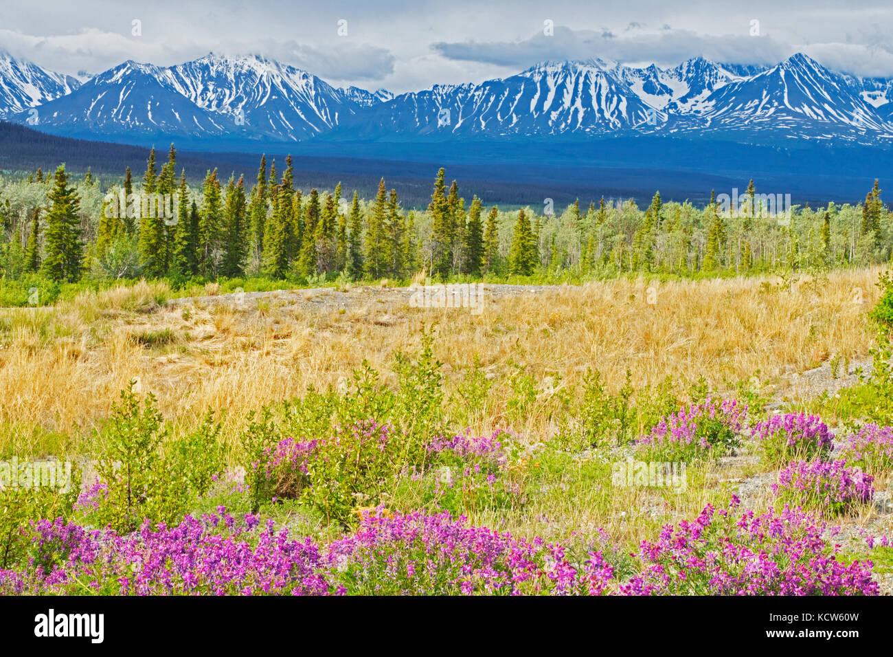 Wildflowers und die St. Elias Mountains, in der Nähe von Haines Junction, Yukon, Kanada Stockfoto