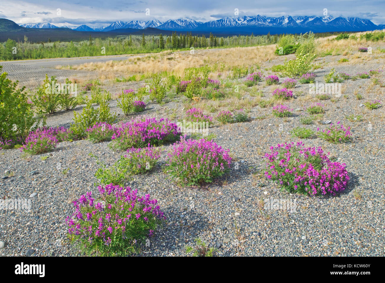 Wildflowers und die St. Elias Mountains, in der Nähe von Haines Junction, Yukon, Kanada Stockfoto