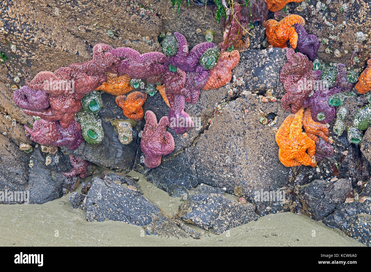 Starfish am Ufer des Pazifischen Ozeans bei Ebbe, Pacific Rim National Park, British Columbia, Kanada Stockfoto