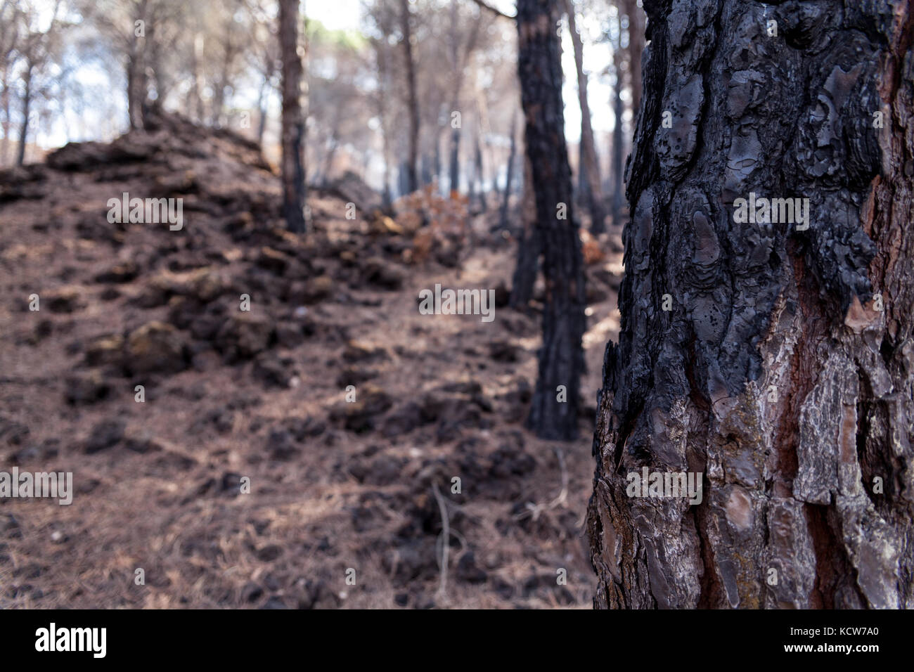 Nationalpark Vesuv nach dem Brand im Sommer 2017 Stockfoto