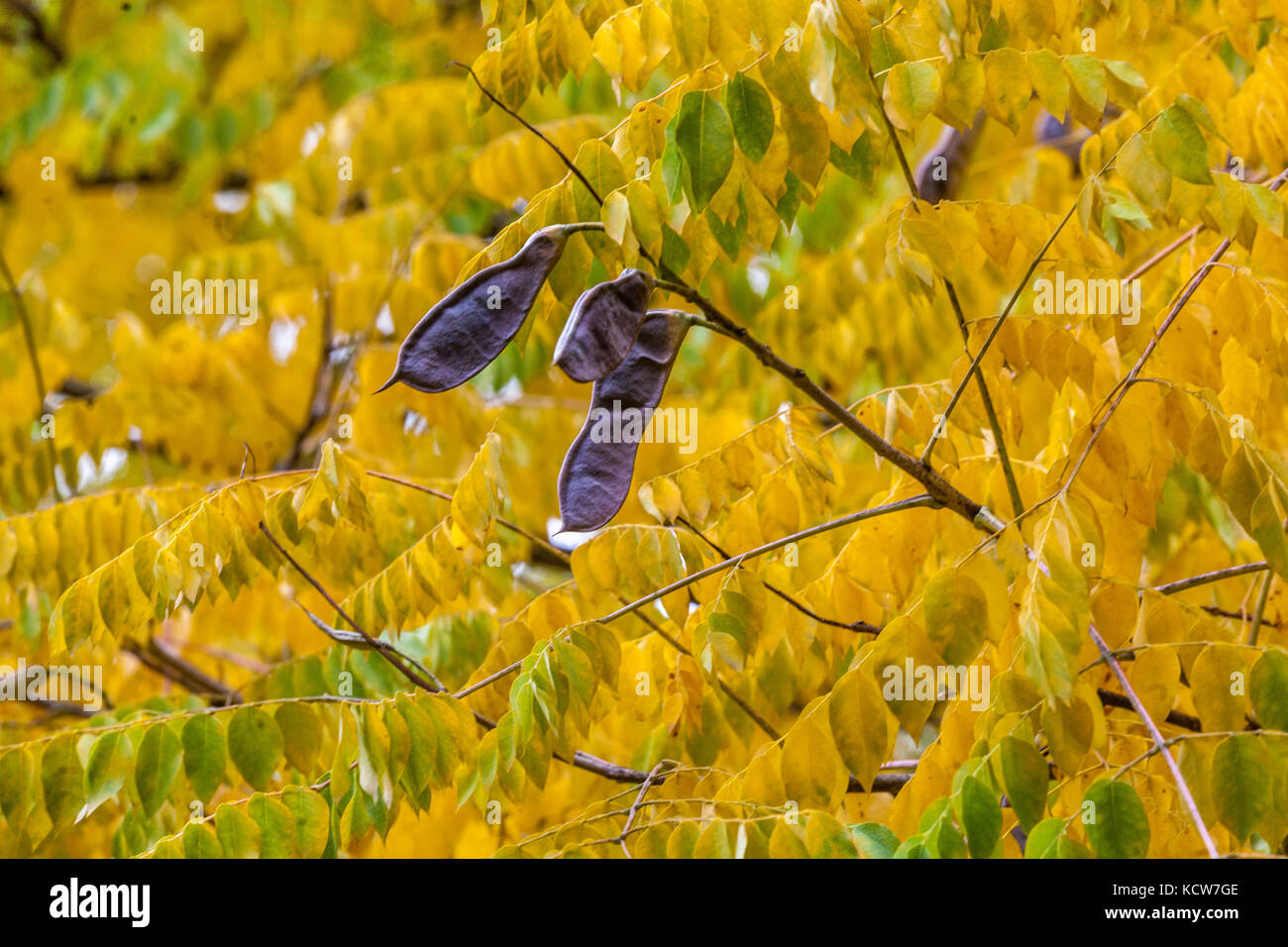 Kaffeebaum von Kentucky, Samen von Gymnocladus dioicus in Hülsen und gelben Herbstblättern Stockfoto