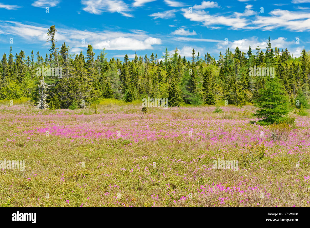 Laurel in Feuchtgebieten, East Dover, Nova Scotia, Kanada Stockfoto