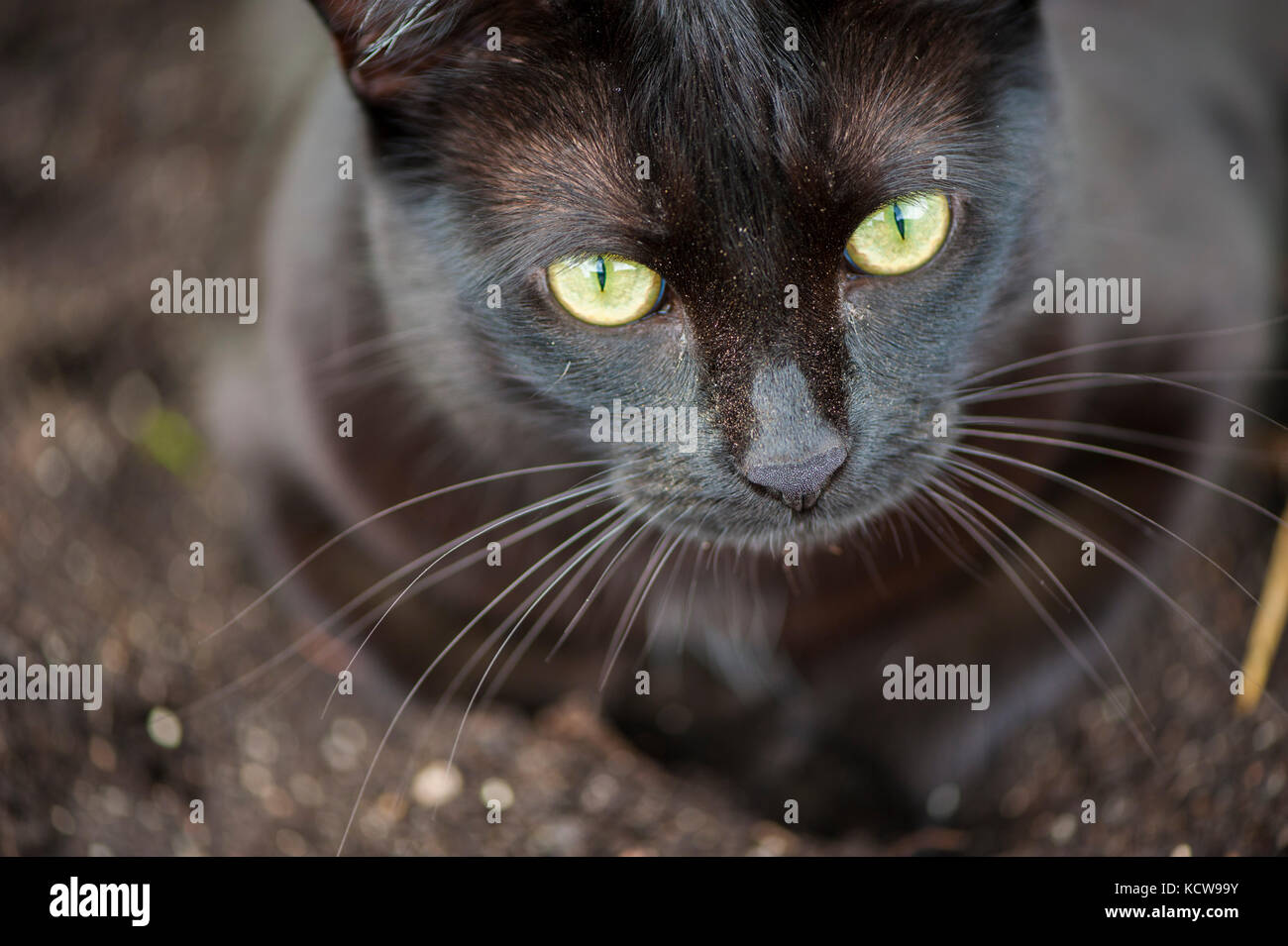 Schwarze Katze starrte angestrengt Stockfoto