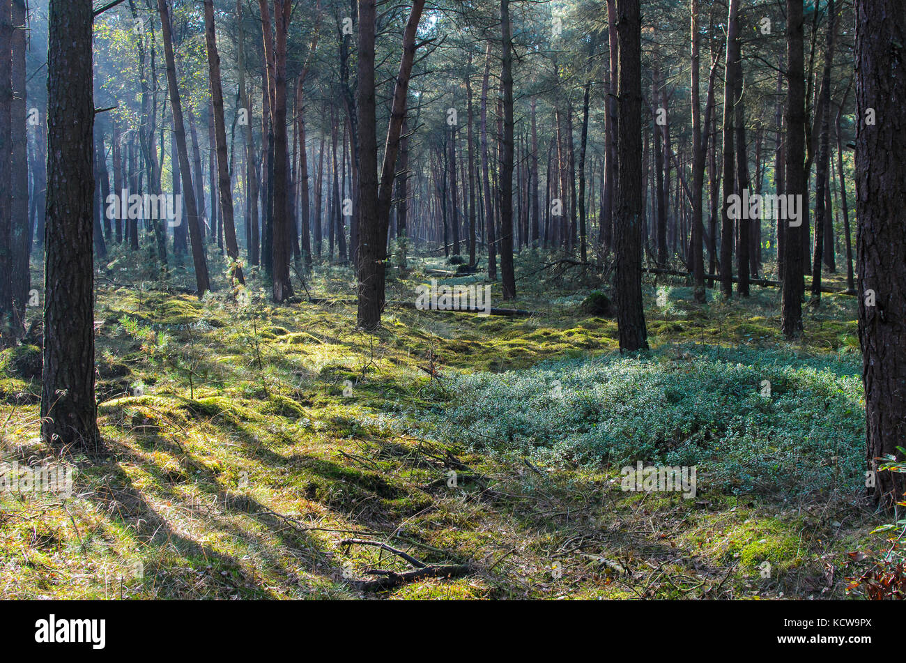 Sonnenlicht spielen durch die Bäume im Wald, Nationalpark De Sallandse Heuvelrug, nijverdal, Overijssel, Niederlande Stockfoto