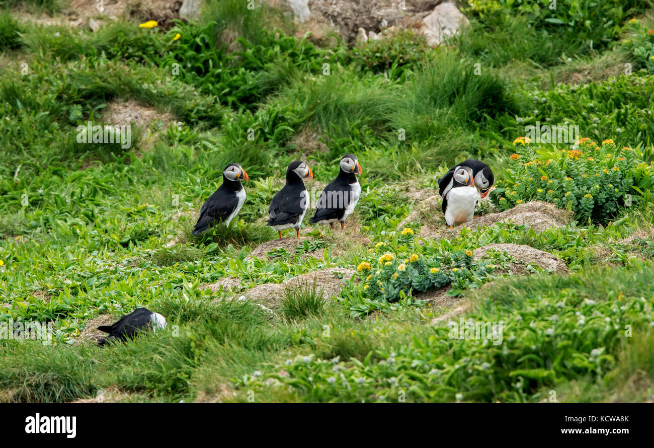 Atlantic Papageitaucher (Fratercula arctica) auf Vorsprung der Klippe auf den Nordatlantik. Es ist der offizielle Vogel von Neufundland und Labrador seit 1992., Elliston, Neufundland und Labrador, Kanada Stockfoto