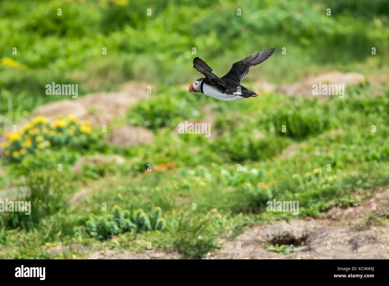 Papageitaucher (Fratercula arctica) im Flug über den Nordatlantik. Es ist der offizielle Vogel von Neufundland und Labrador seit 1992., Elliston, Neufundland und Labrador, Kanada Stockfoto