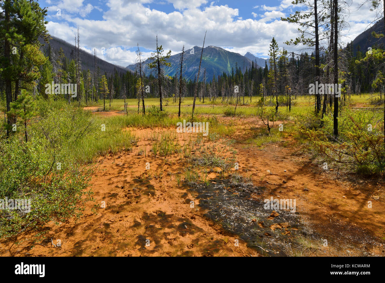 Farbtöpfe. Die kanadischen Rocky Mountains, Kootenay National Park, British Columbia, Kanada Stockfoto