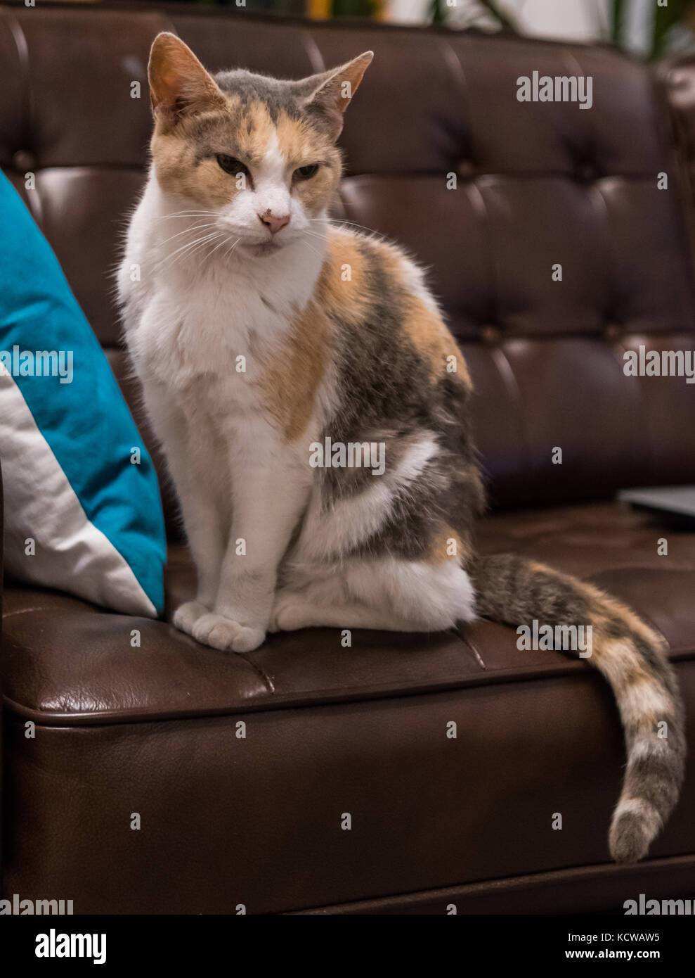 Alte Katze sitzt auf Leder Couch im Wohnzimmer Stockfoto