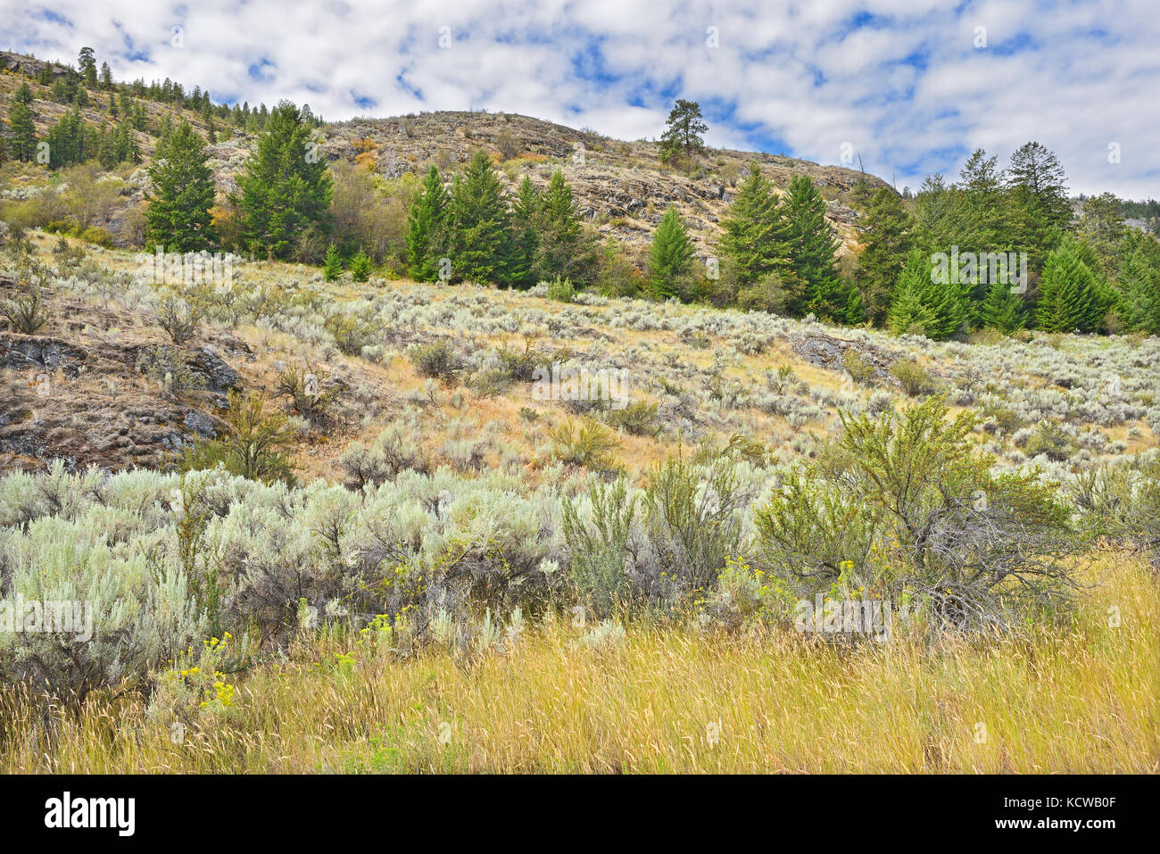Sagebrush in Antelope-bürste Ökosystem, Okanagan Valley, Osoyoos, British Columbia, Kanada Stockfoto