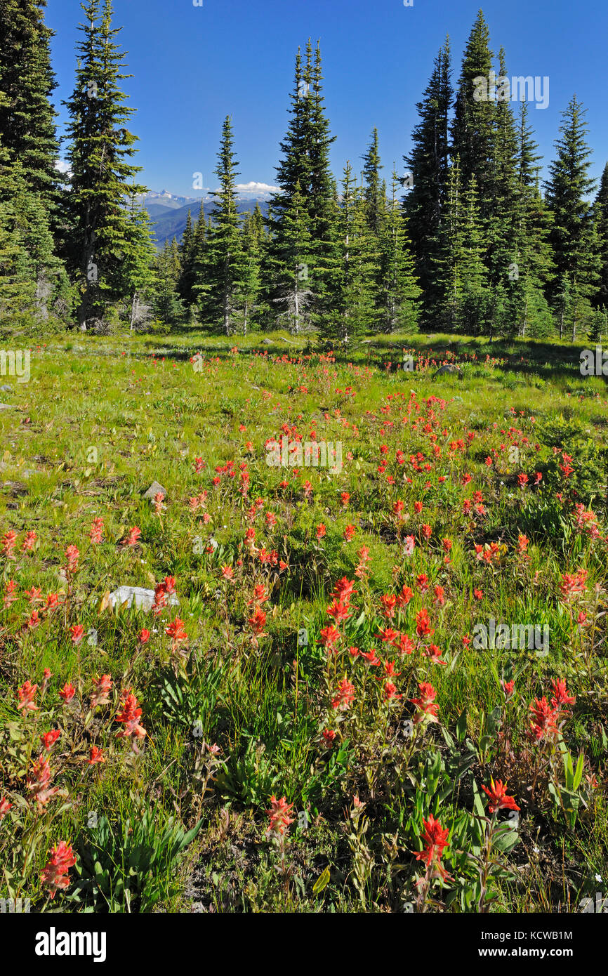 Alpine Wiese mit Wildblumen (Indian Paintbrush). Cascade Mountains, e.c. Manning Provincial Park, British Columbia, Kanada Stockfoto