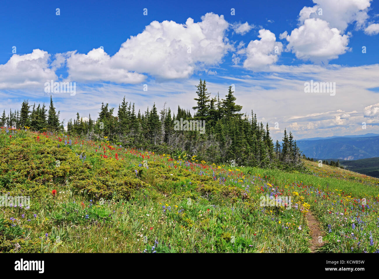 Wildblumen in der alpinen Zone, die auf dem Gipfel von Sun Peaks (Lupinen, Pinsel, Composite), Sunpeaks in der nähe von Kamloops, British Columbia, Kanada Stockfoto