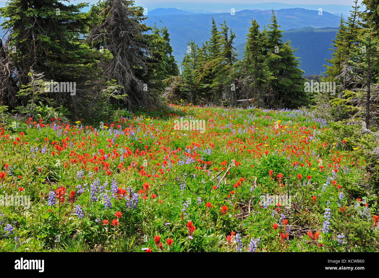 Wildblumen in der alpinen Zone, die auf dem Gipfel von Sun Peaks (Lupinen, Pinsel, Composite), in der nähe von Kamloops, British Columbia, Kanada Stockfoto