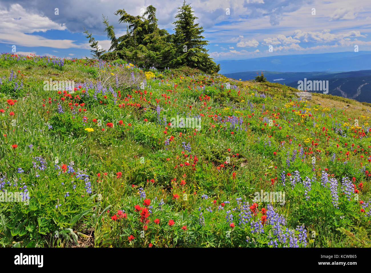 Wildblumen in der alpinen Zone, die auf dem Gipfel von Sun Peaks (Lupinen, Pinsel, Composite), in der nähe von Kamloops, British Columbia, Kanada Stockfoto